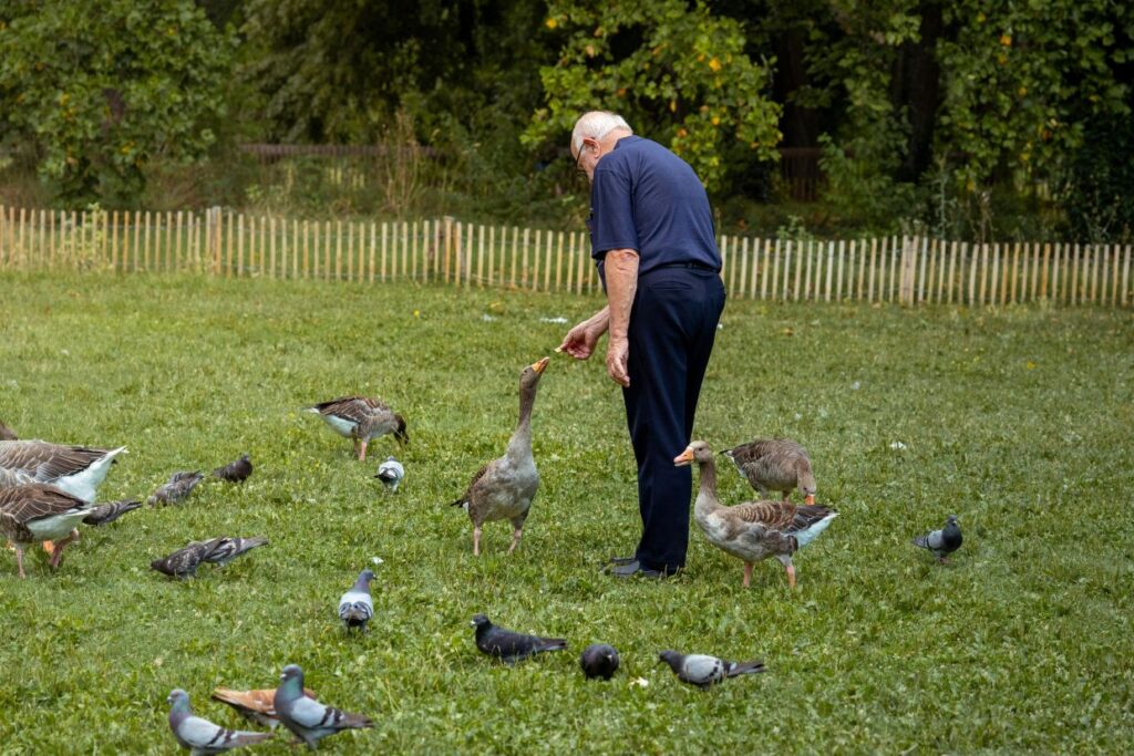 Ein älterer Mann steht auf einer Wiese in einem Park und füttert Gänse und Tauben – umgeben von grünem Gras und einem Holzzaun im Hintergrund